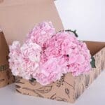Hydrangea Light Pink 2 Hydrangea Light Pink