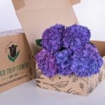 Hydrangea Purple 1 Hydrangea Purple 02