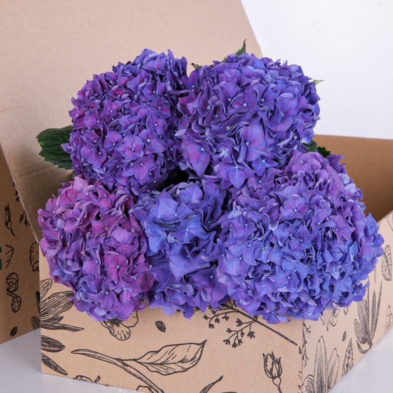 Hydrangea Purple