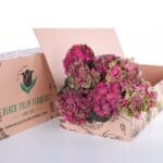 Hydrangea Magical Tropy 1 Hydrangea Red with Green 01
