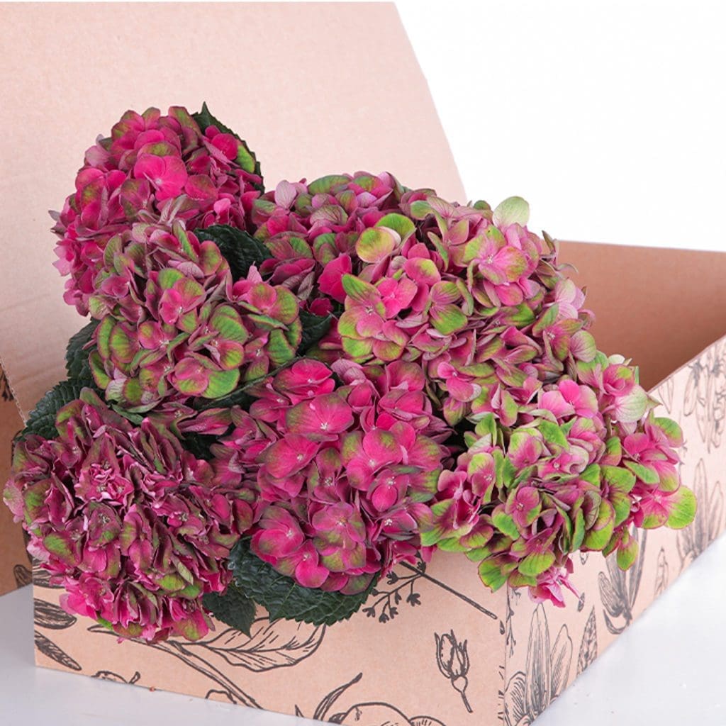 Hydrangea Red with Green 02 Hydrangea Red with Green