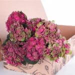 Hydrangea Magical Tropy 2 Hydrangea Red with Green 02