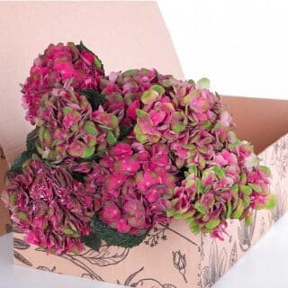 Hydrangea Red with Green