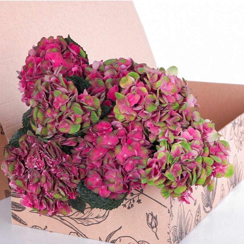 Hydrangea Red with Green