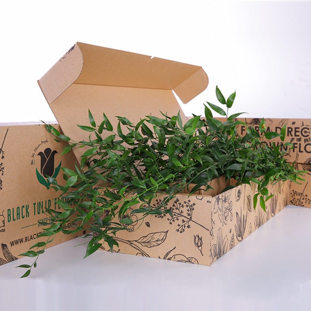 Italian Ruscus (2) A cardboard box containing a lush assortment of Italian Ruscus plants.