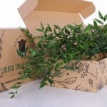 Bunch of Italian Ruscus 2 Italian Ruscus (3)