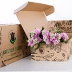 Matthiola Light Pink 1 Matthiola Light Pink 01