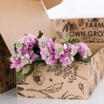 Matthiola Light Pink 2 Matthiola Light Pink 02