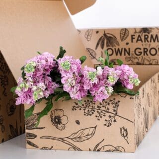 Matthiola Light Pink