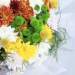 Optimistic Chrysanthemums 3 Optimistic Chrysanthemums (2)