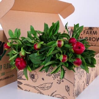 Peony Red