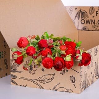 Ranunculus Red