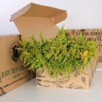 Bunch of Solidaster Yellow - 25 Stems 1 Solidaster Yellow 01