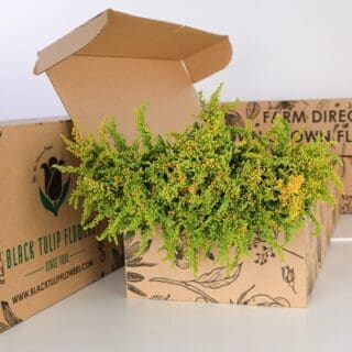 A side view of Solidaster Yellow flowers in a cardboard box