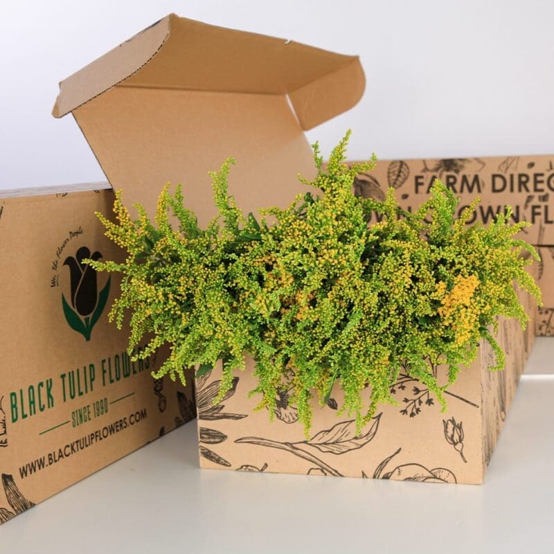 Solidaster Yellow 01 A side view of Solidaster Yellow flowers in a cardboard box