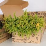Bunch of Solidaster Yellow - 25 Stems 2 Solidaster Yellow 02