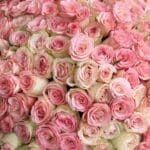 Sovereign Power Bouquet - 150 Stems 2 Sovereign Power (4)