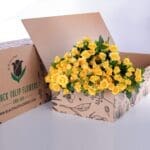 Spray Roses Yellow (2)