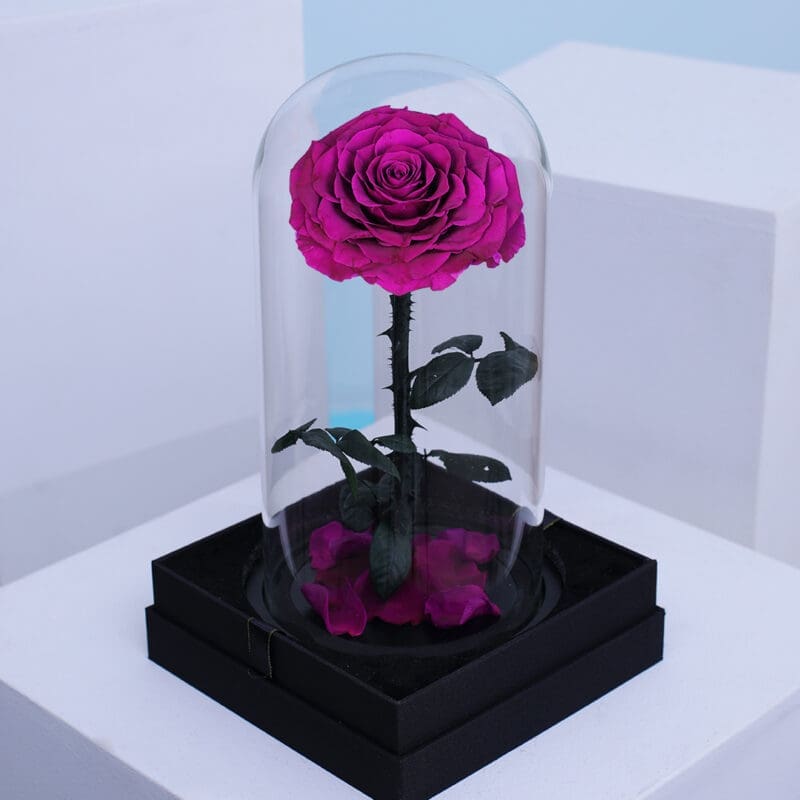01 Single purple Forever Rose preserved in a transparent dome box.