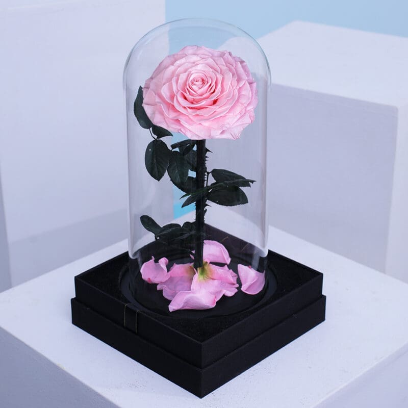 02 Single baby pink forever rose encased in a clear glass dome.