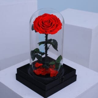 A single red forever rose, encased in a clear glass dome.