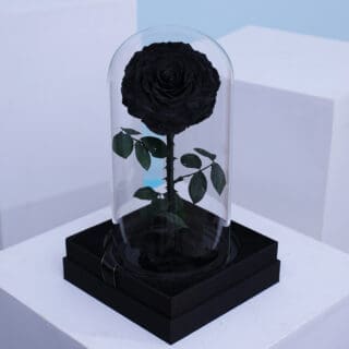 A single Forever black Rose encased in a transparent glass dome.