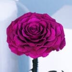 Single Purple Forever Rose 2 03
