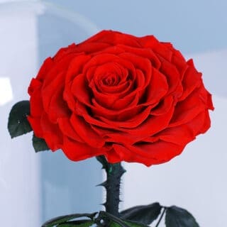A preserved long-lasting red rose