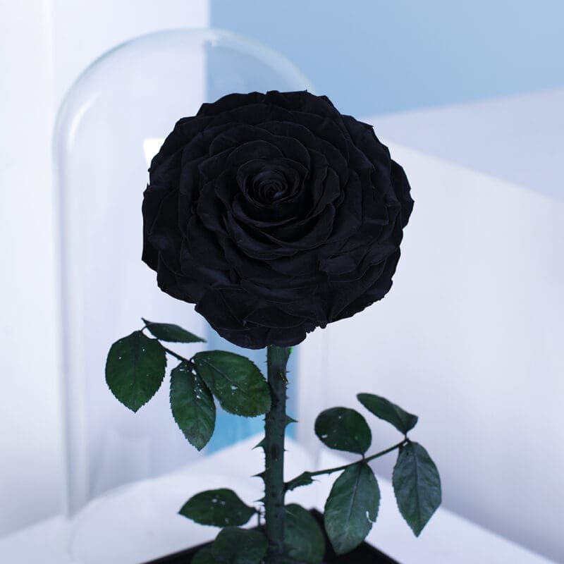03 03 5