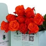Spritz - Green Box 2 Spritz - Green Box (3)