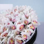 Idyllic Cymbidium 2 02