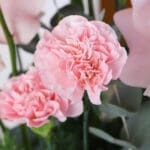 Romantic Pinkish Flower Box 3 047