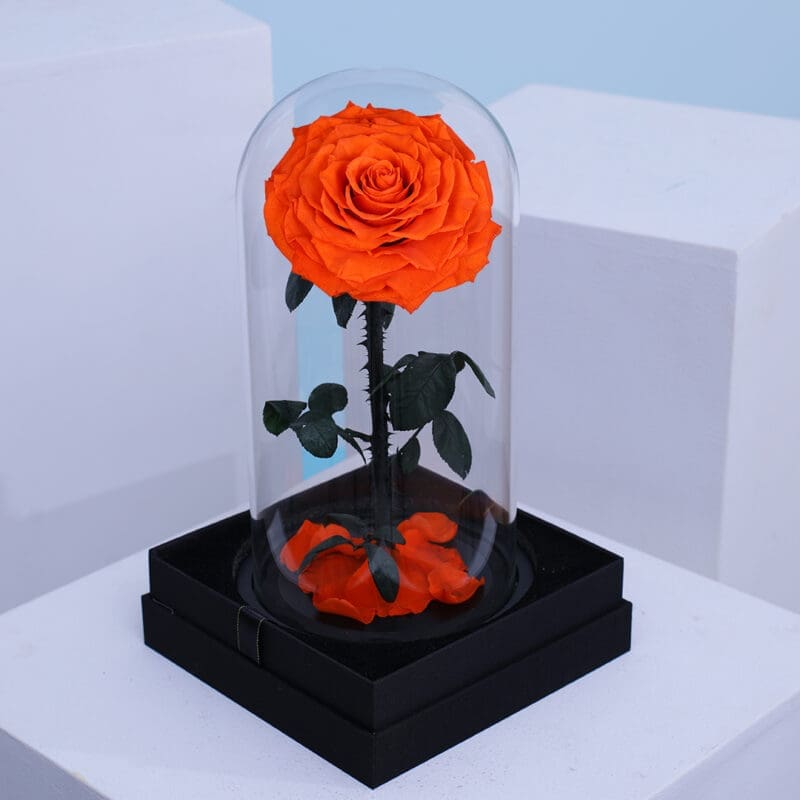 Single vibrant orange forever rose elegantly preserved in a transparent dome box.