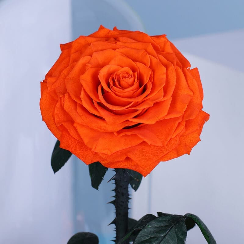 03 16