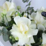 Pure Baby Rose 4 04