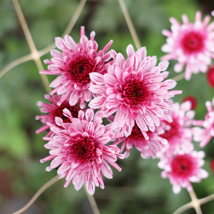 Wholesale 16 Bulk Chrysathemum for wholesale