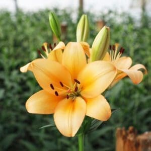 Wholesale 9 Lily wholesale