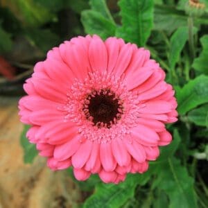 Wholesale 8 Gerbera wholesale