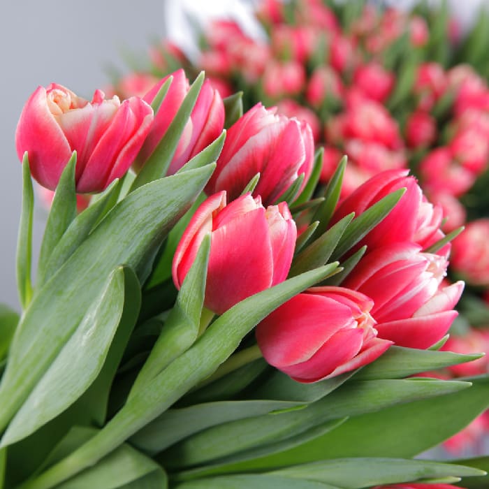 Wholesale 12 Bulk Tulips for wholesale