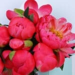 Peony Dark Pink 3 03