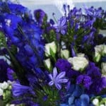 Mid Delphinium Mix 4 04