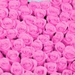 Gift a Pink Heart 3 04