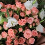Four Leaves Baby Rose 5 08