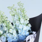 Delphinium Symphony 5 04