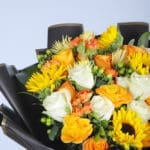 Sunflower Sensation 3 3
