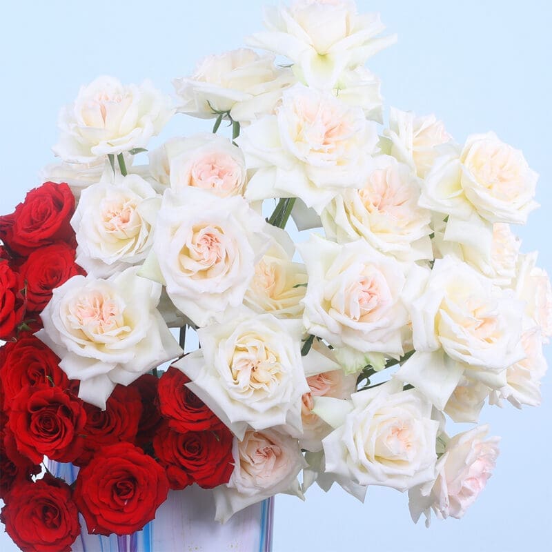 04 - Marble Luxe Rose & O'Hara Delight 04 64