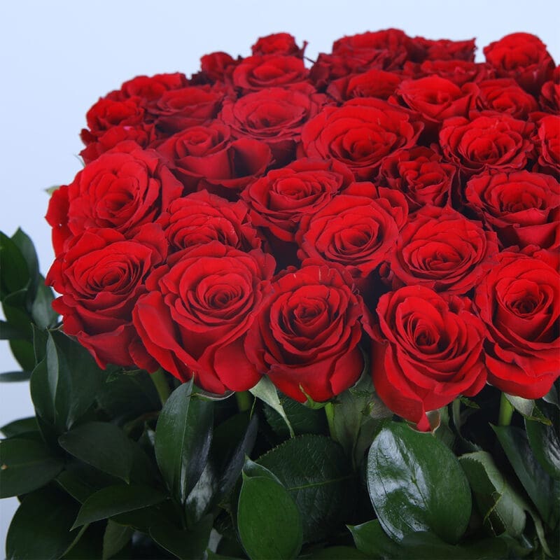 04 - Timeless Red Roses 04 84
