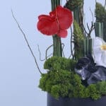 Flag-Themed Orchids Flower box 5 02