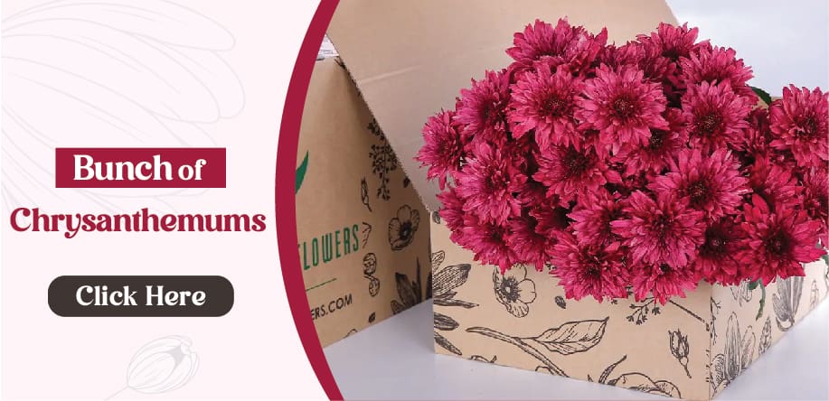 chrysanthemums