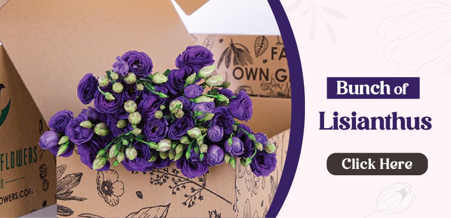 lisianthus